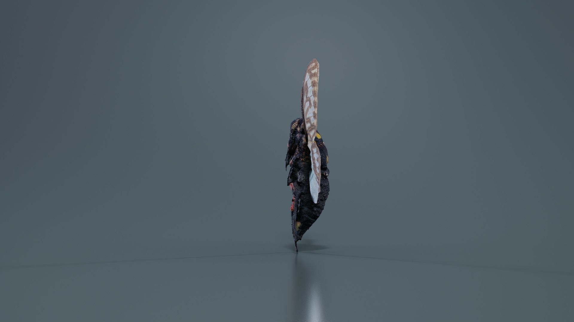 Tosena Splendida Burma Low-poly 3D model_8