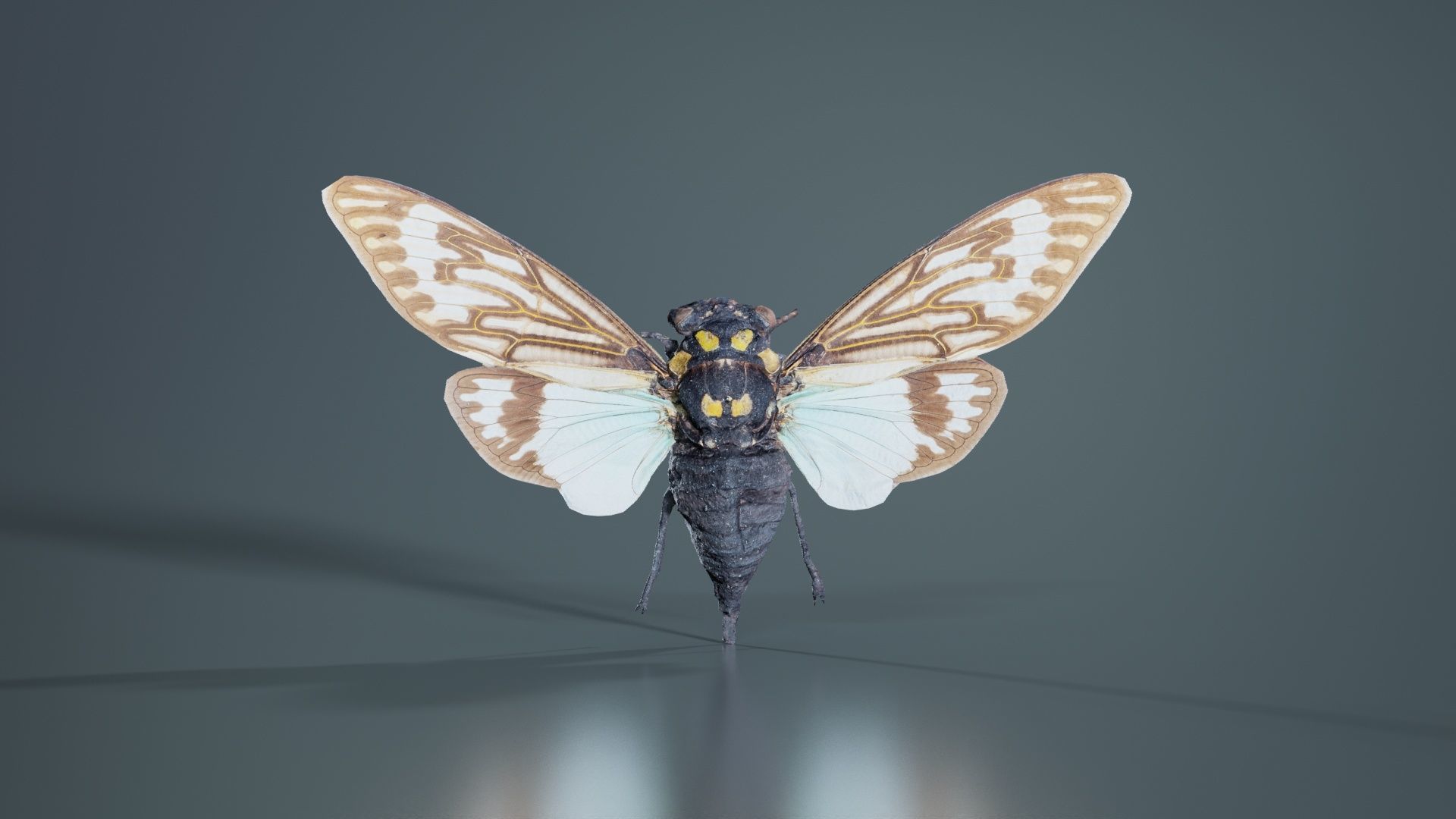 Tosena Splendida Burma Low-poly 3D model_2