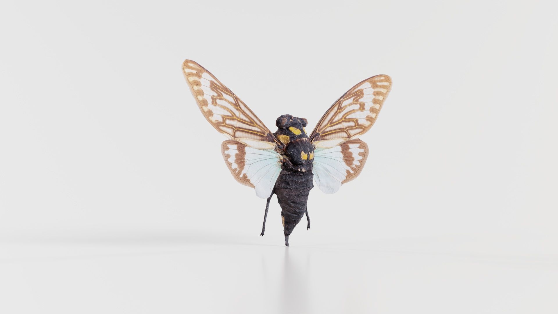 Tosena Splendida Burma Low-poly 3D model_3