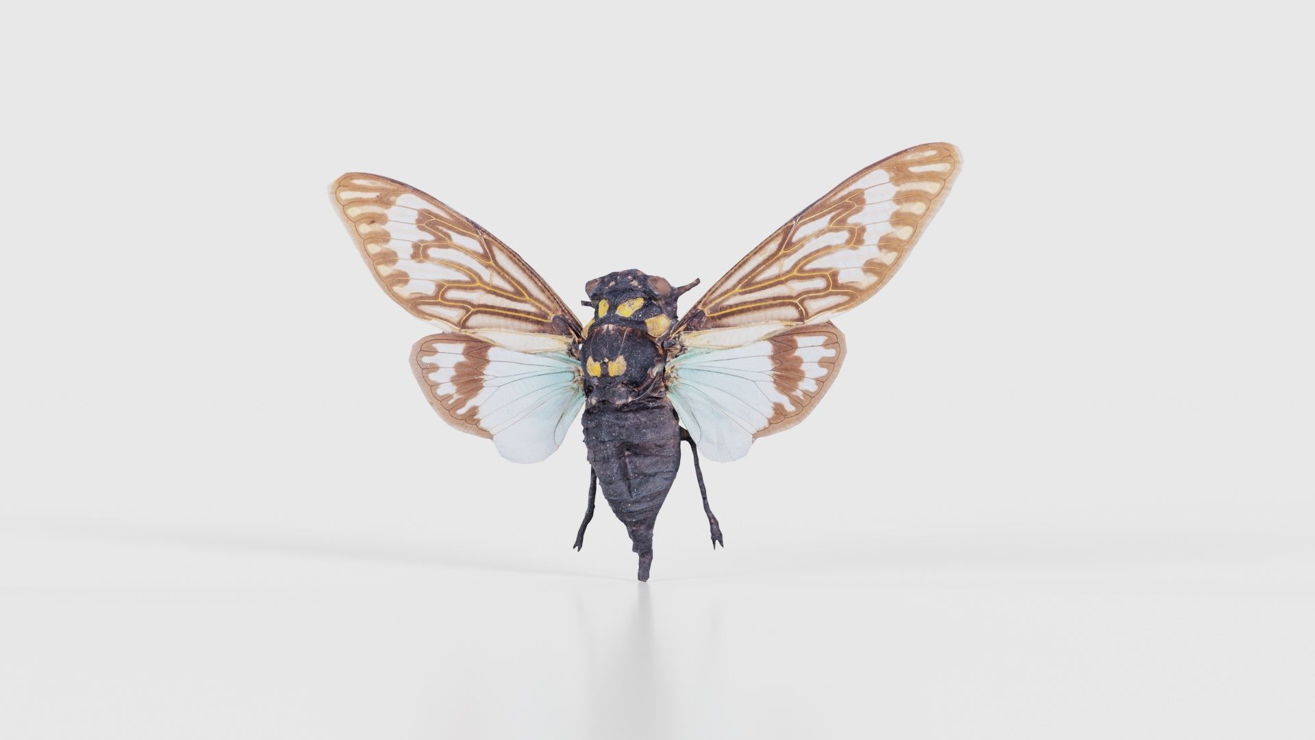 Tosena Splendida Burma Low-poly 3D model_26