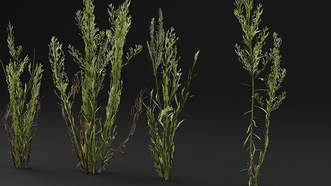 Erigeron bonariensis