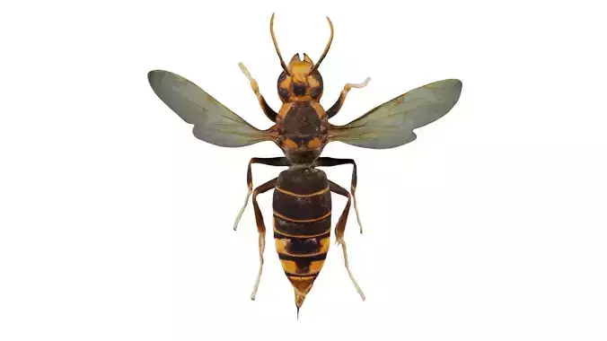 Vespa Velutina Variana