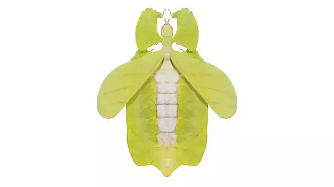 Walking Leaf Phylliidae Leaf Insect