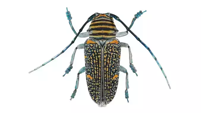 Zographus Regalis Centralis