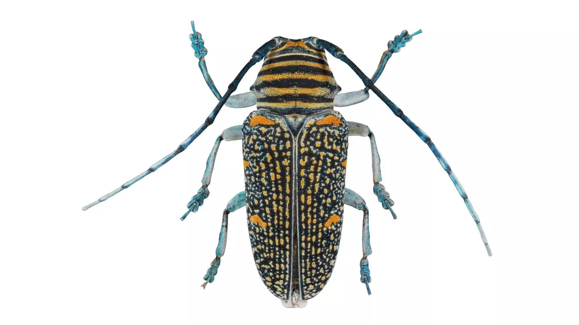 Zographus Regalis Centralis Low-poly 3D model_0