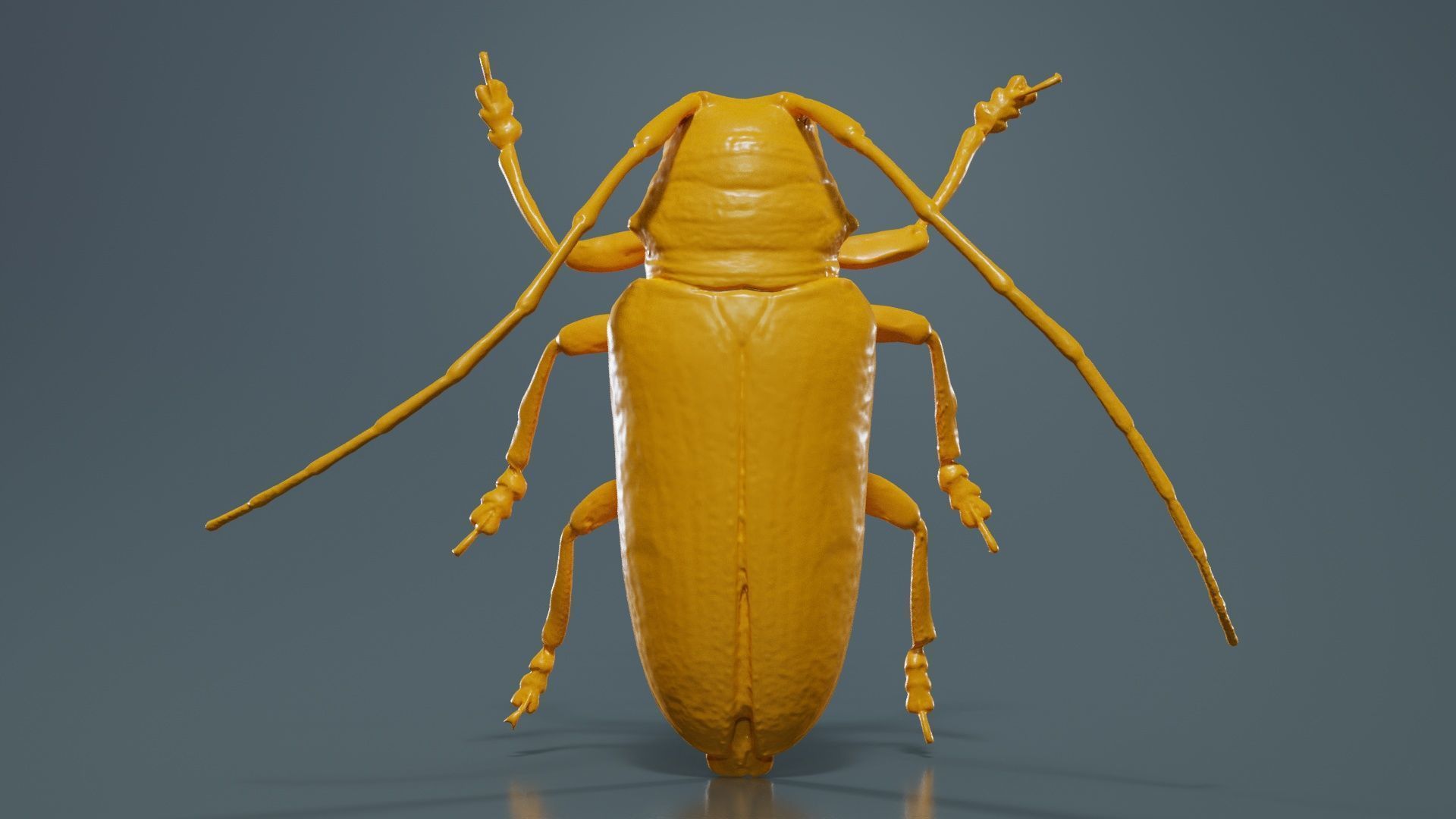 Zographus Regalis Centralis Low-poly 3D model_12
