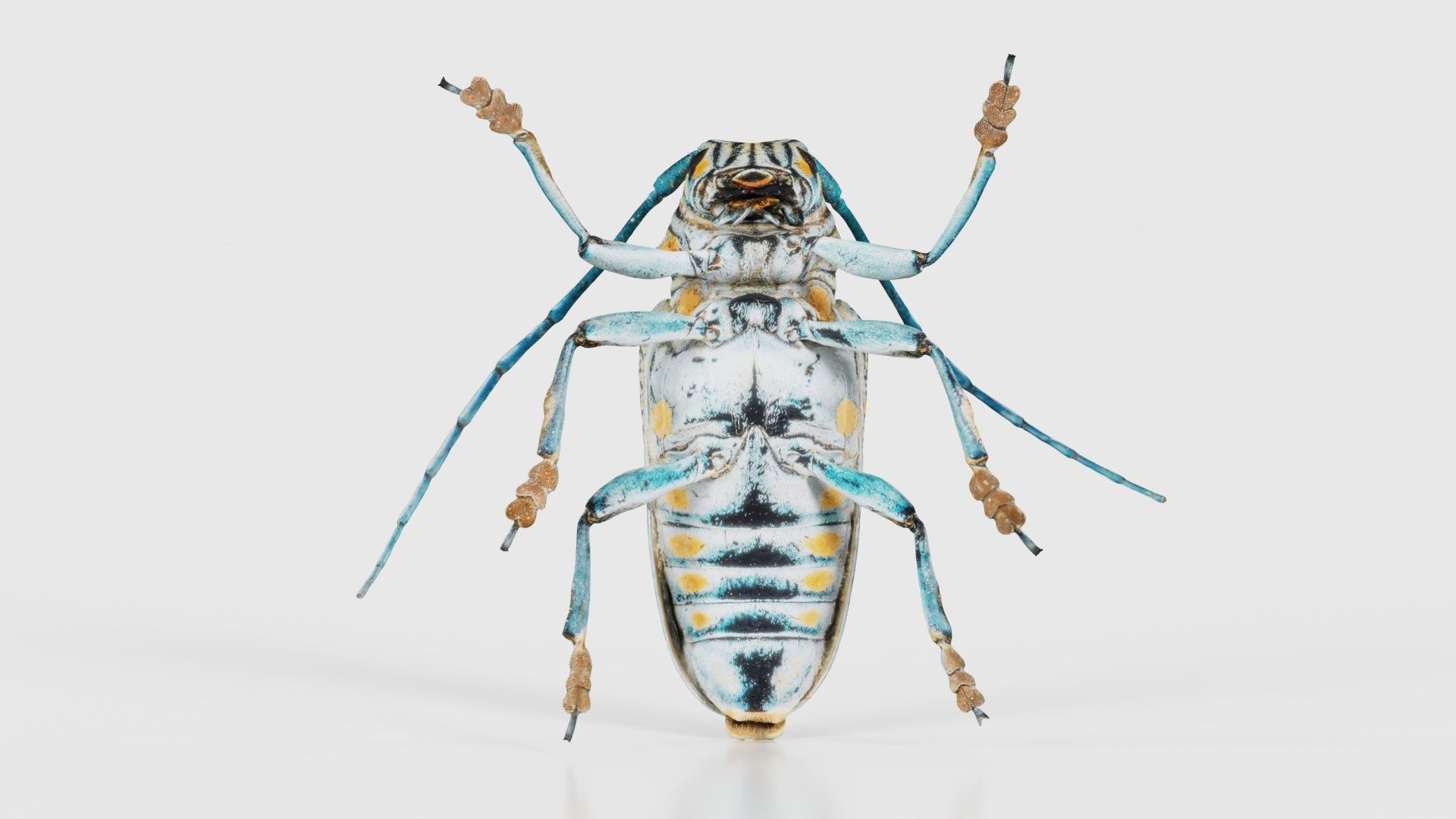 Zographus Regalis Centralis Low-poly 3D model_21