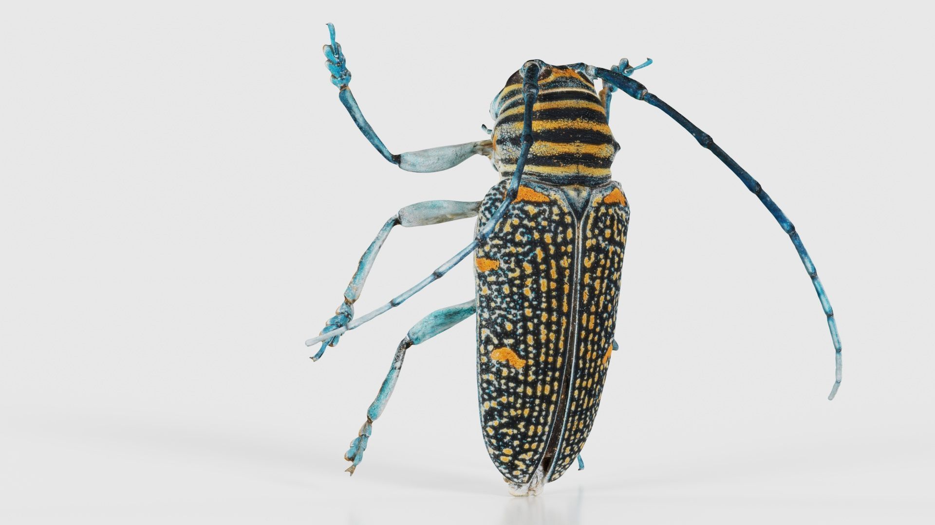 Zographus Regalis Centralis Low-poly 3D model_16