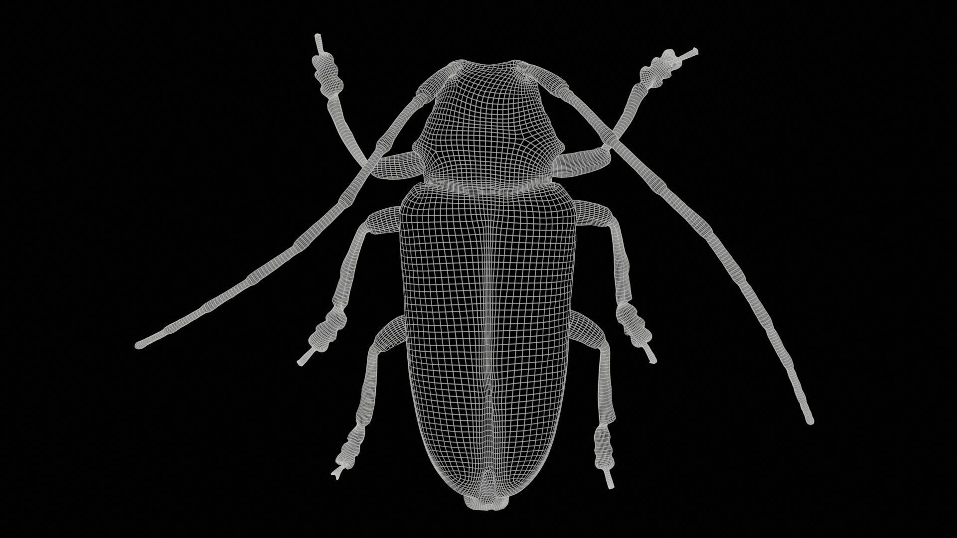 Zographus Regalis Centralis Low-poly 3D model_11