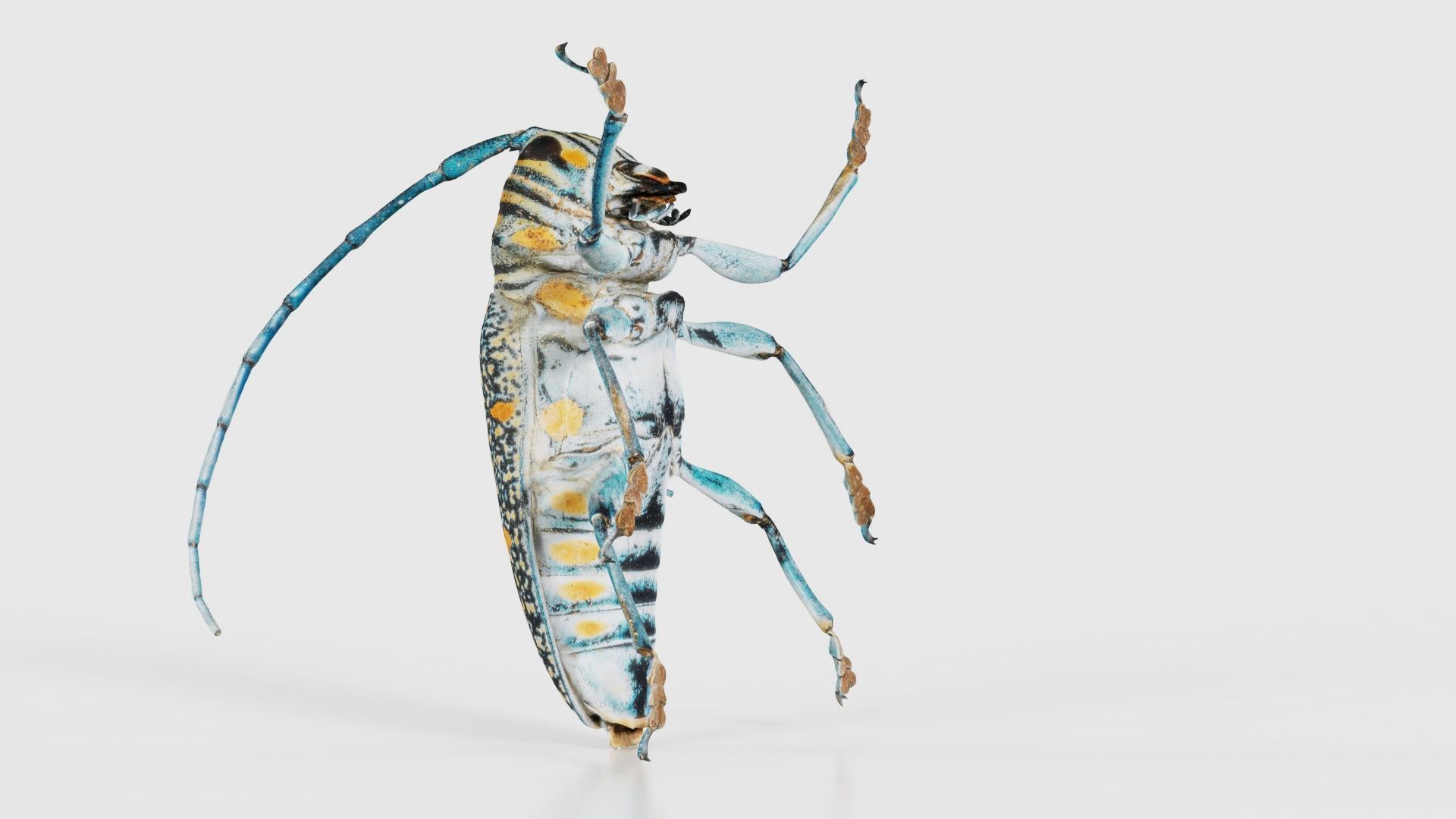 Zographus Regalis Centralis Low-poly 3D model_23