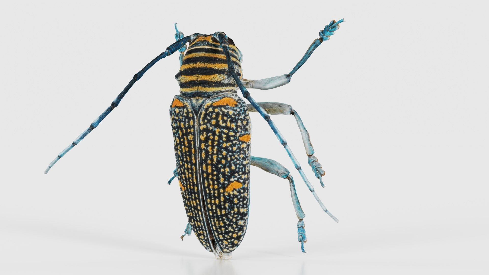 Zographus Regalis Centralis Low-poly 3D model_26