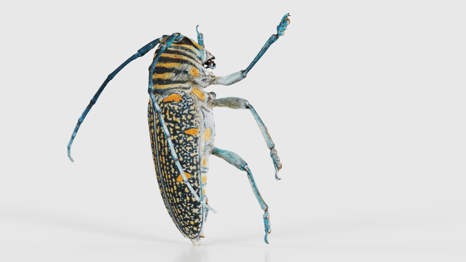 Zographus Regalis Centralis Low-poly 3D model_25