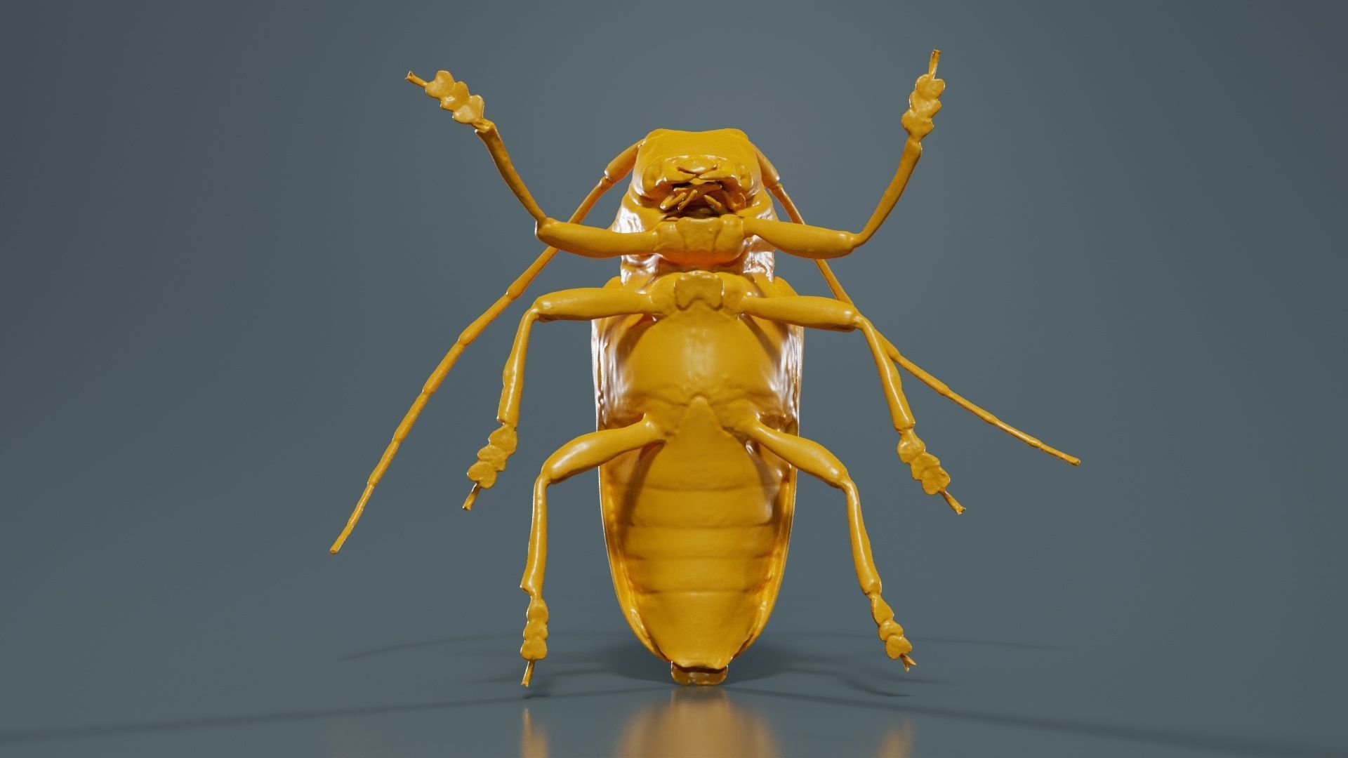 Zographus Regalis Centralis Low-poly 3D model_13