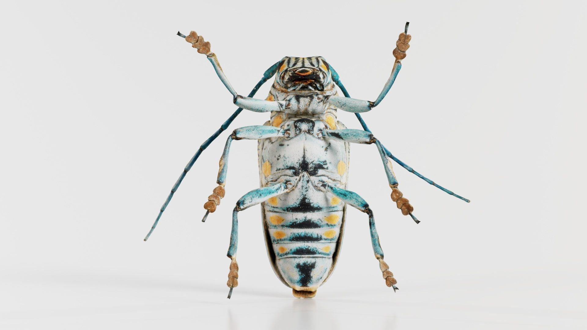 Zographus Regalis Centralis Low-poly 3D model_1