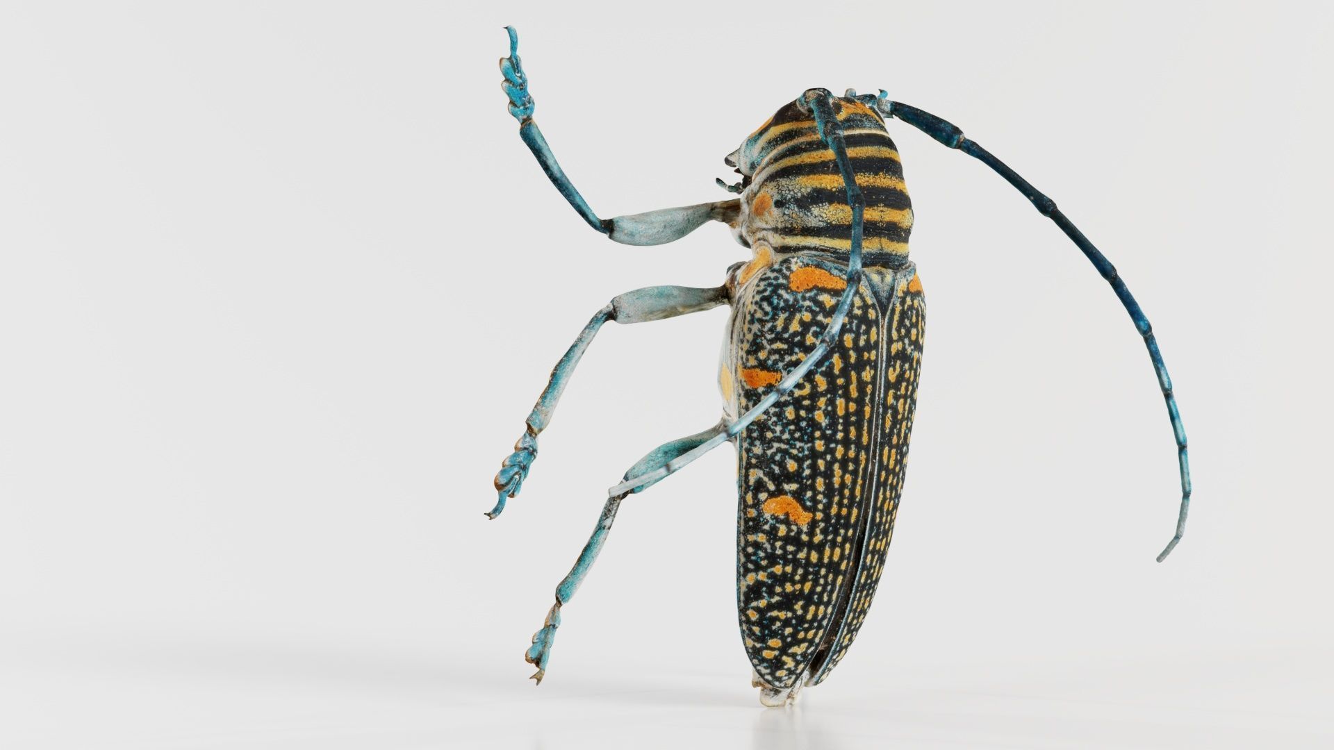 Zographus Regalis Centralis Low-poly 3D model_4