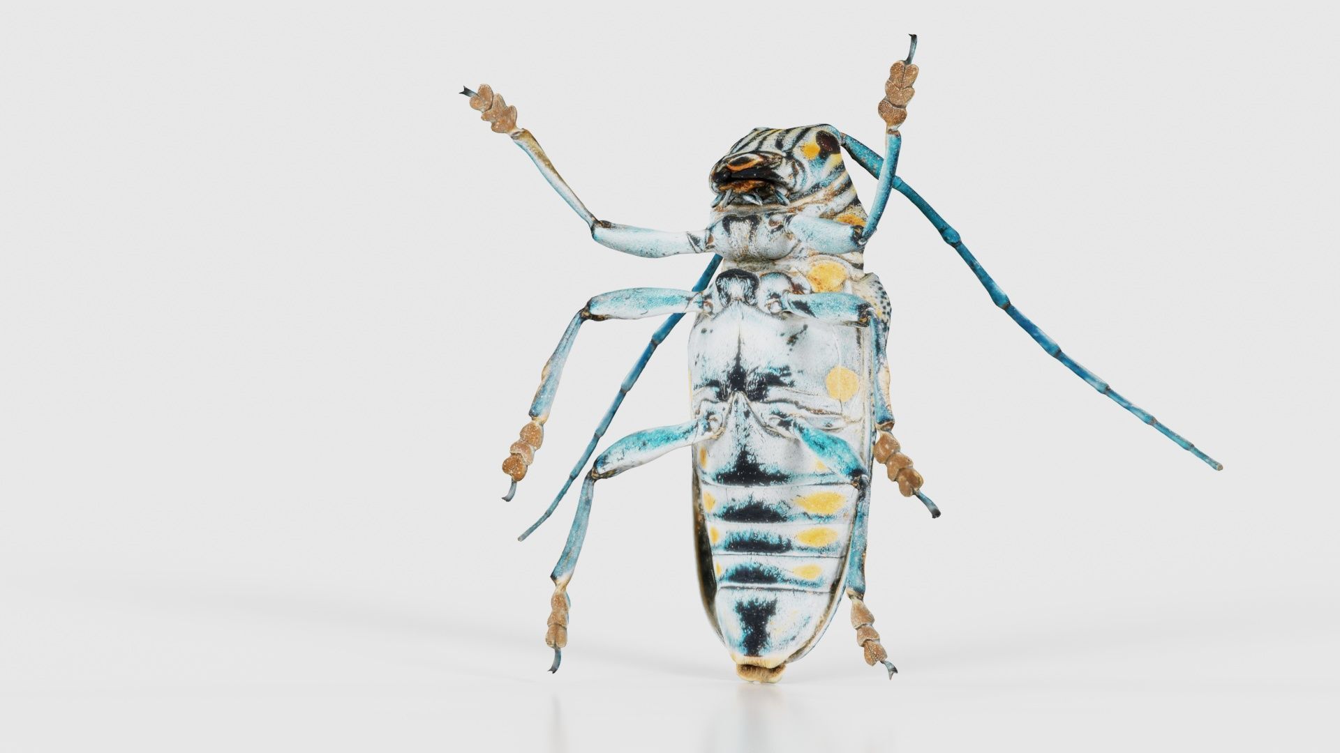 Zographus Regalis Centralis Low-poly 3D model_20