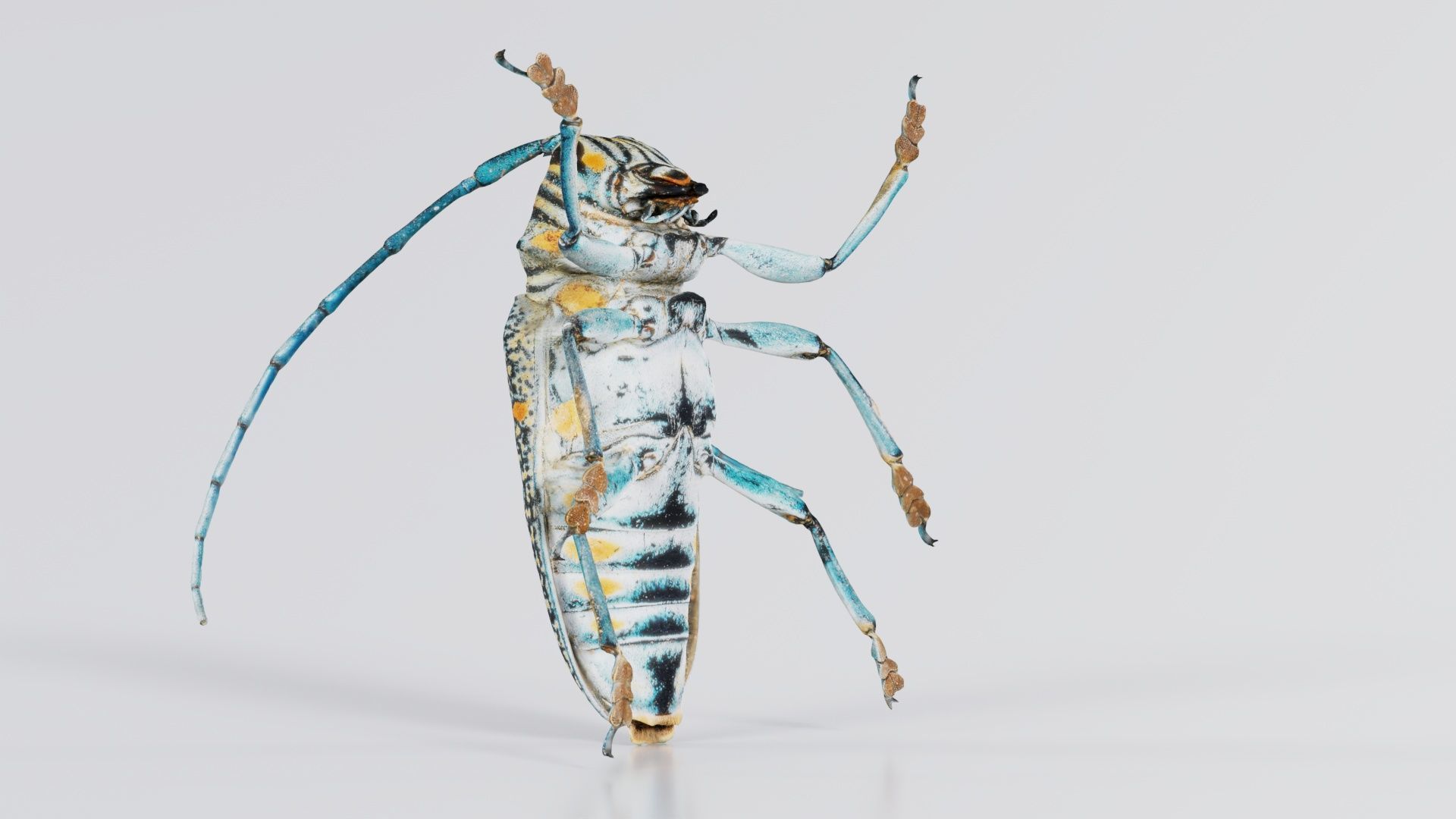 Zographus Regalis Centralis Low-poly 3D model_3