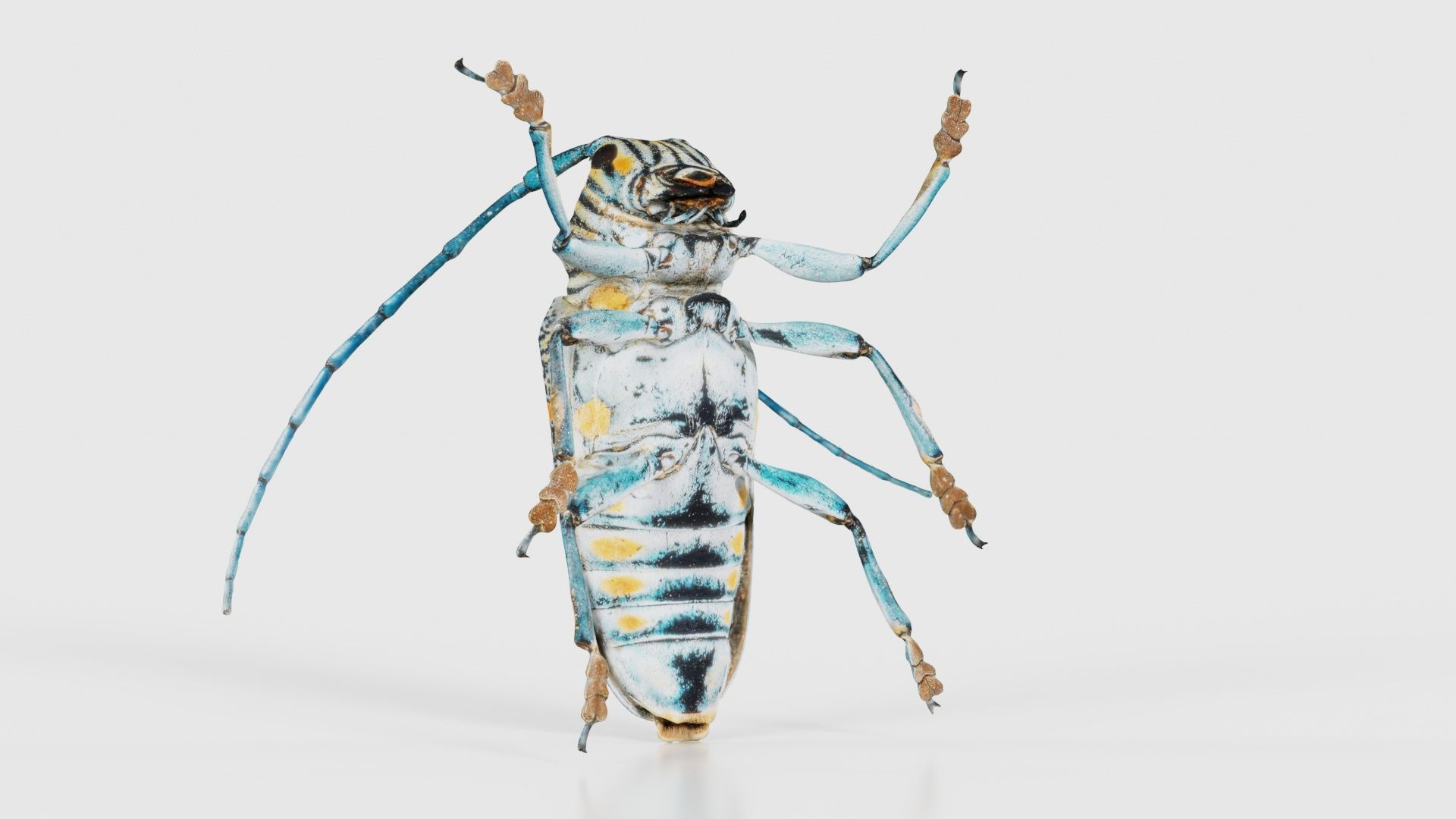 Zographus Regalis Centralis Low-poly 3D model_22
