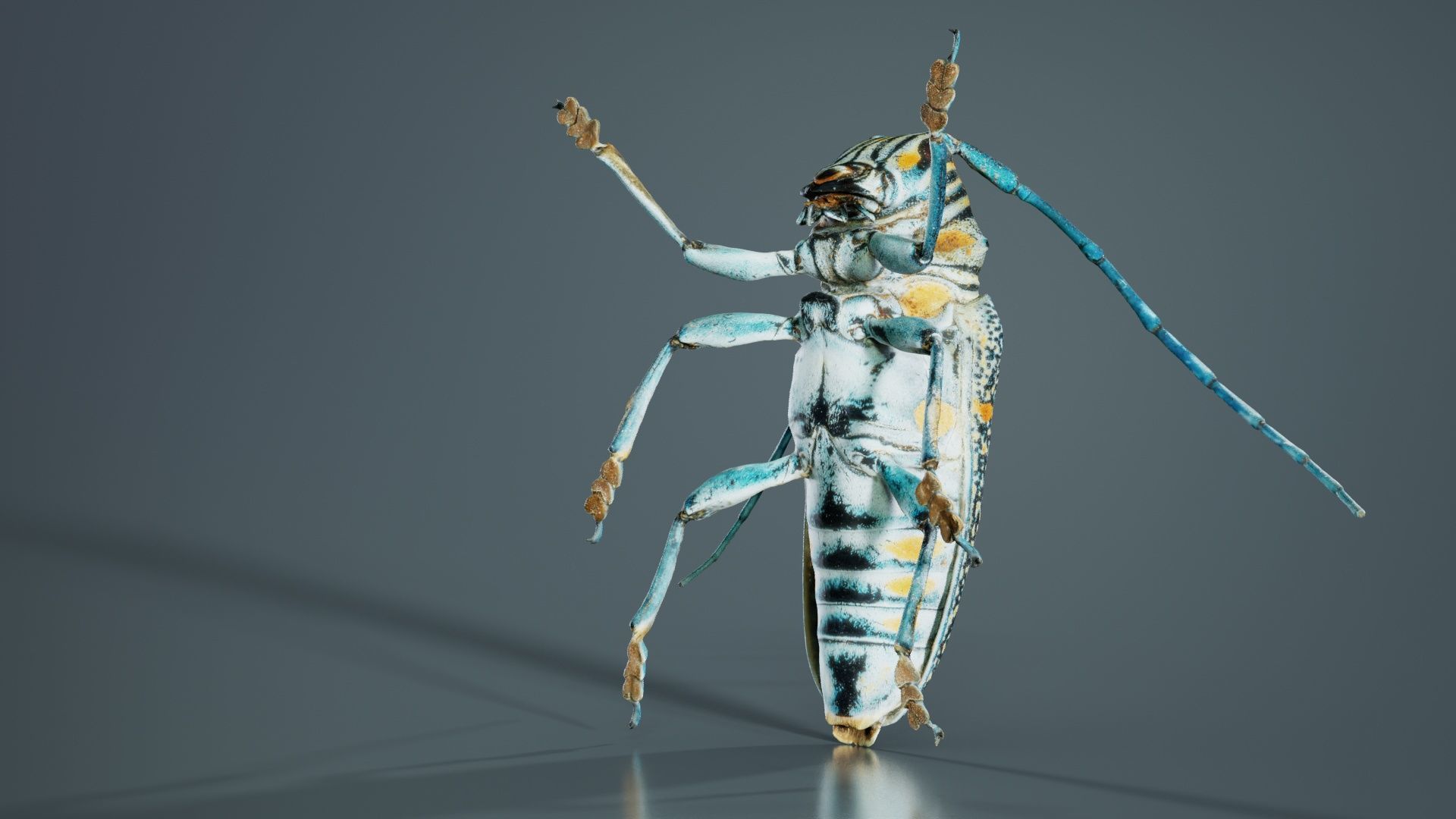 Zographus Regalis Centralis Low-poly 3D model_7