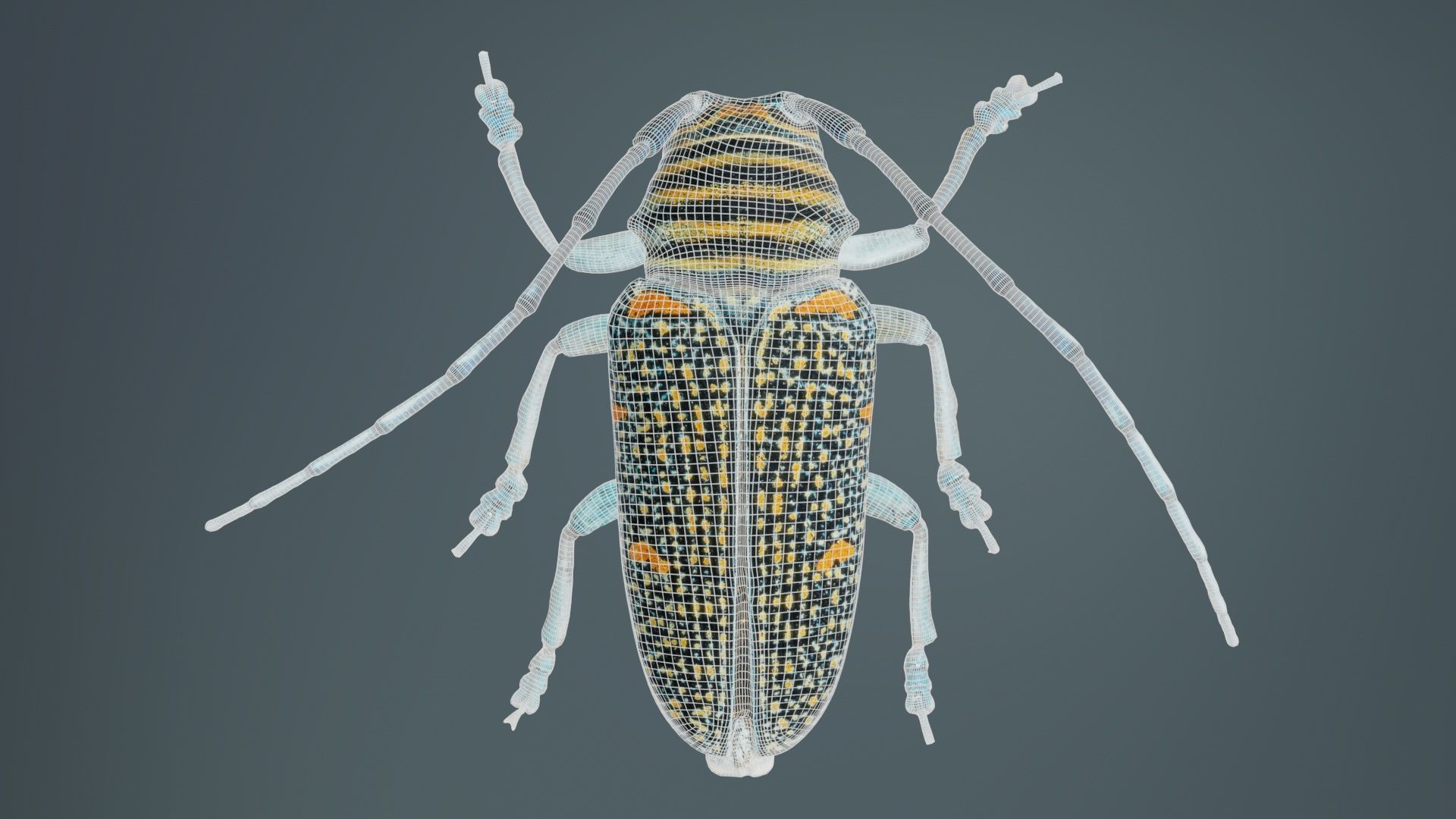 Zographus Regalis Centralis Low-poly 3D model_9