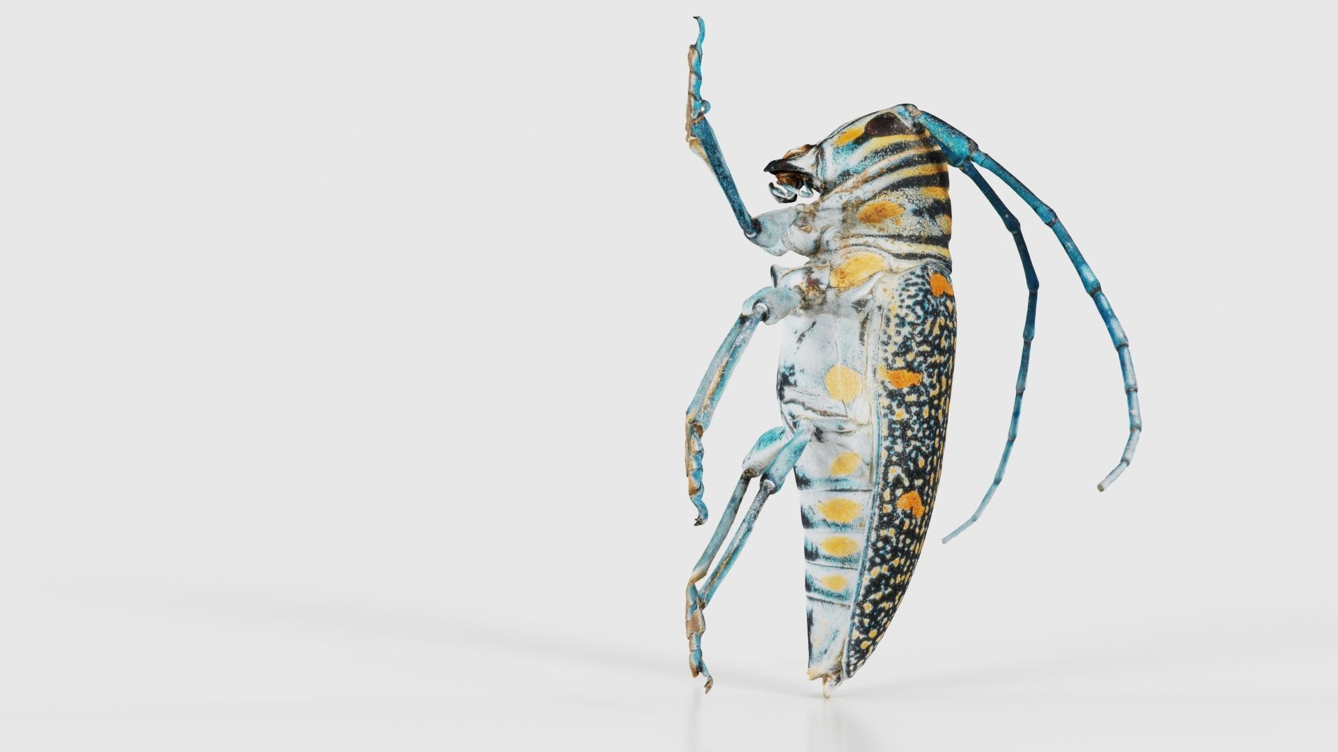 Zographus Regalis Centralis Low-poly 3D model_18