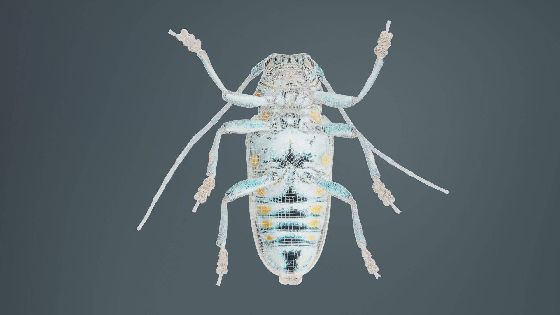 Zographus Regalis Centralis Low-poly 3D model_10