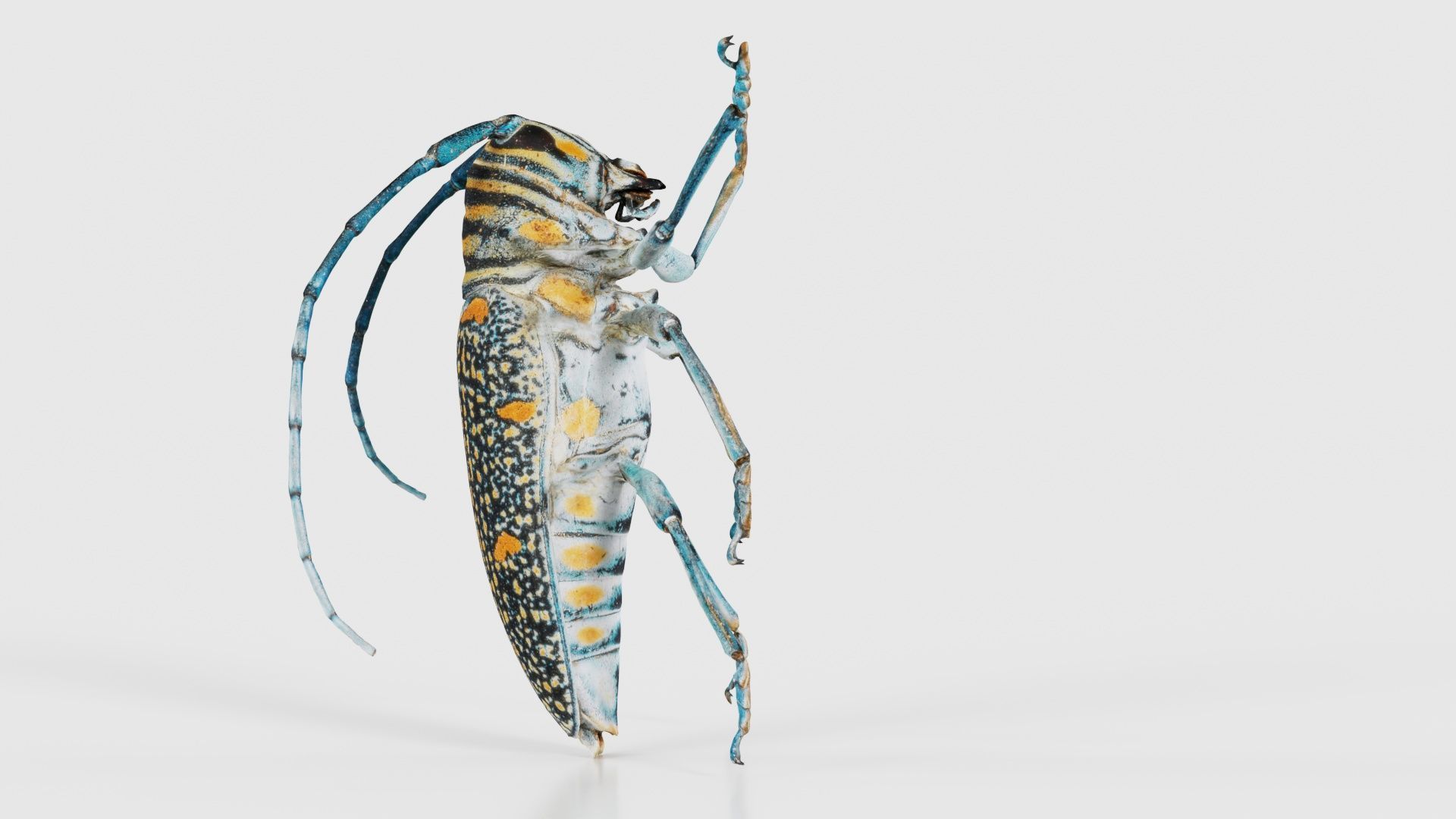 Zographus Regalis Centralis Low-poly 3D model_24