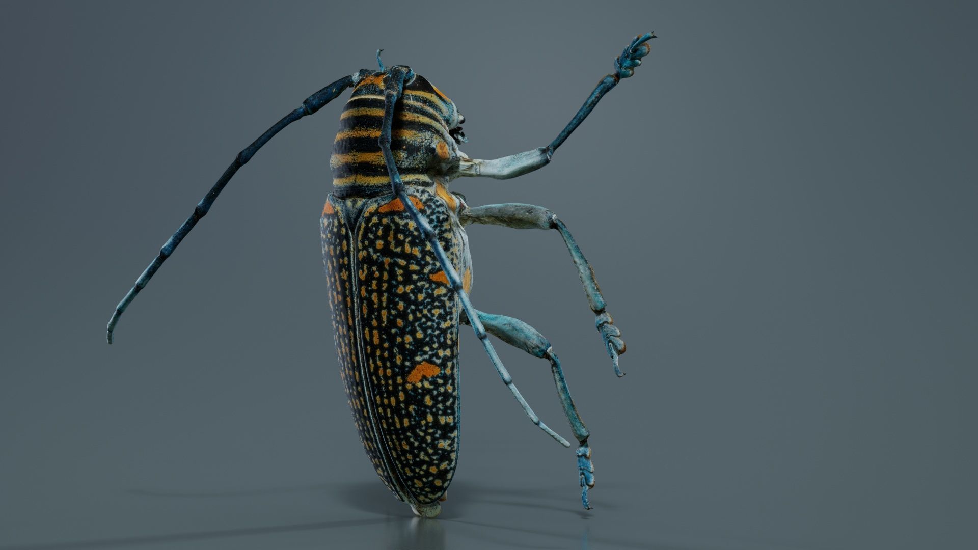 Zographus Regalis Centralis Low-poly 3D model_5