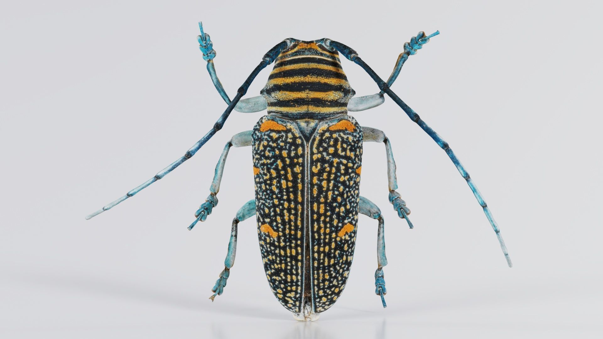 Zographus Regalis Centralis Low-poly 3D model_2