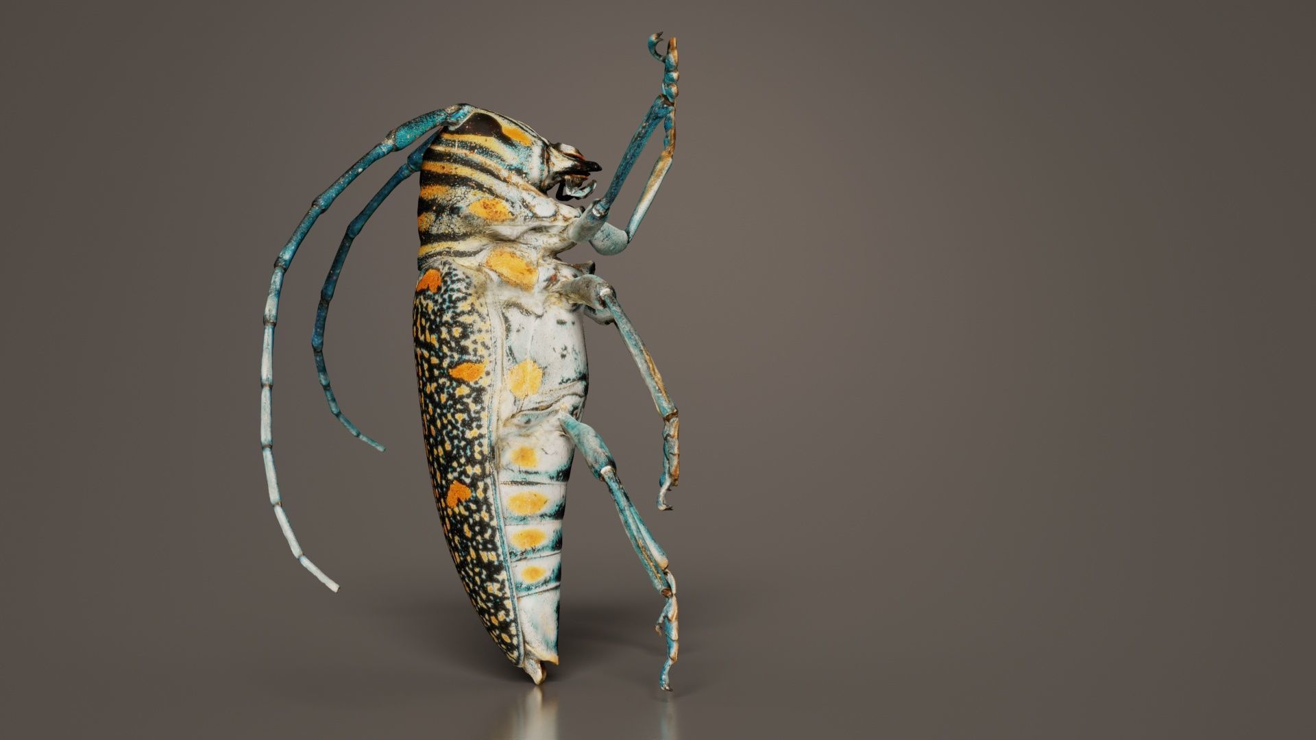 Zographus Regalis Centralis Low-poly 3D model_8