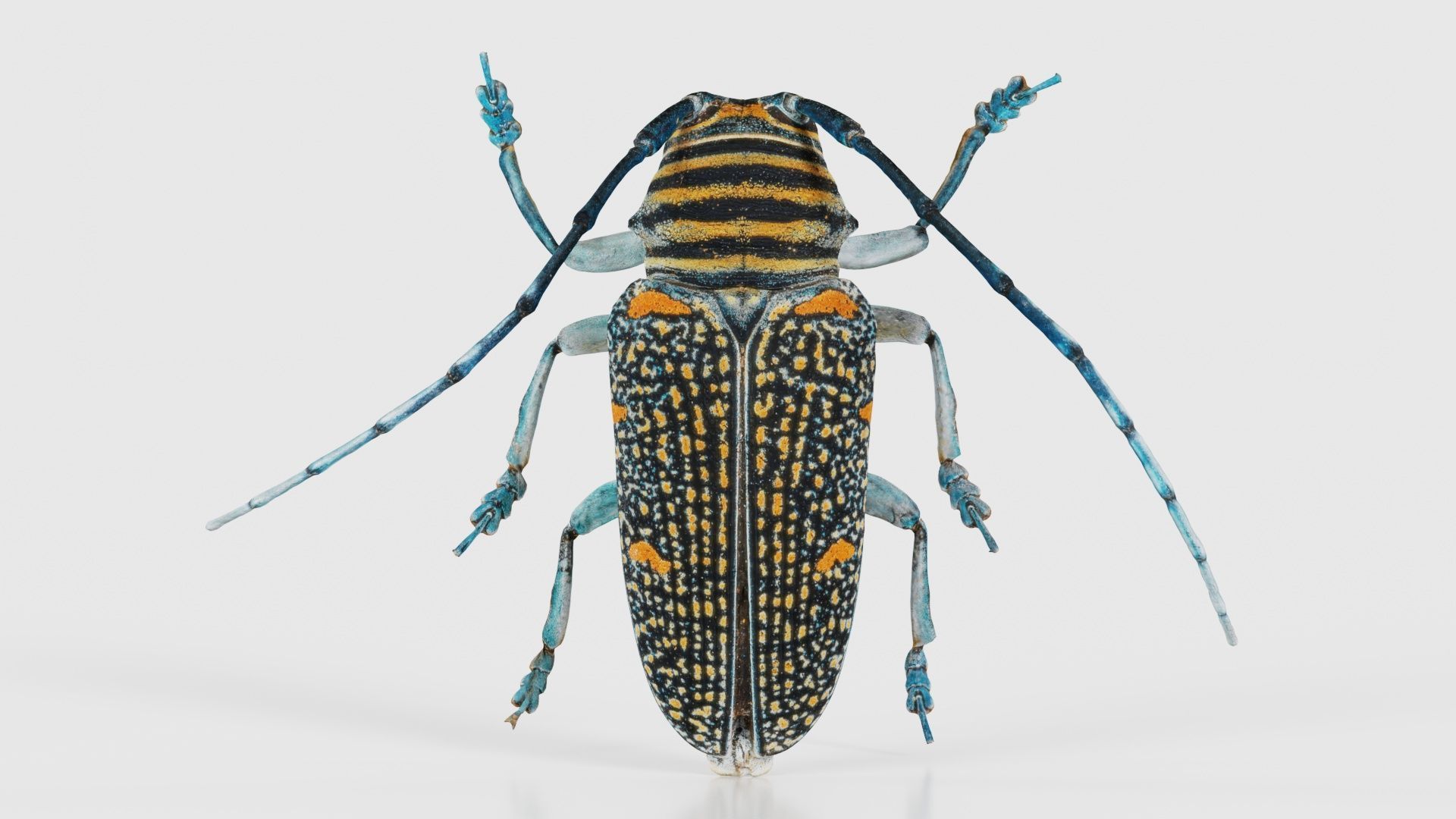 Zographus Regalis Centralis Low-poly 3D model_15