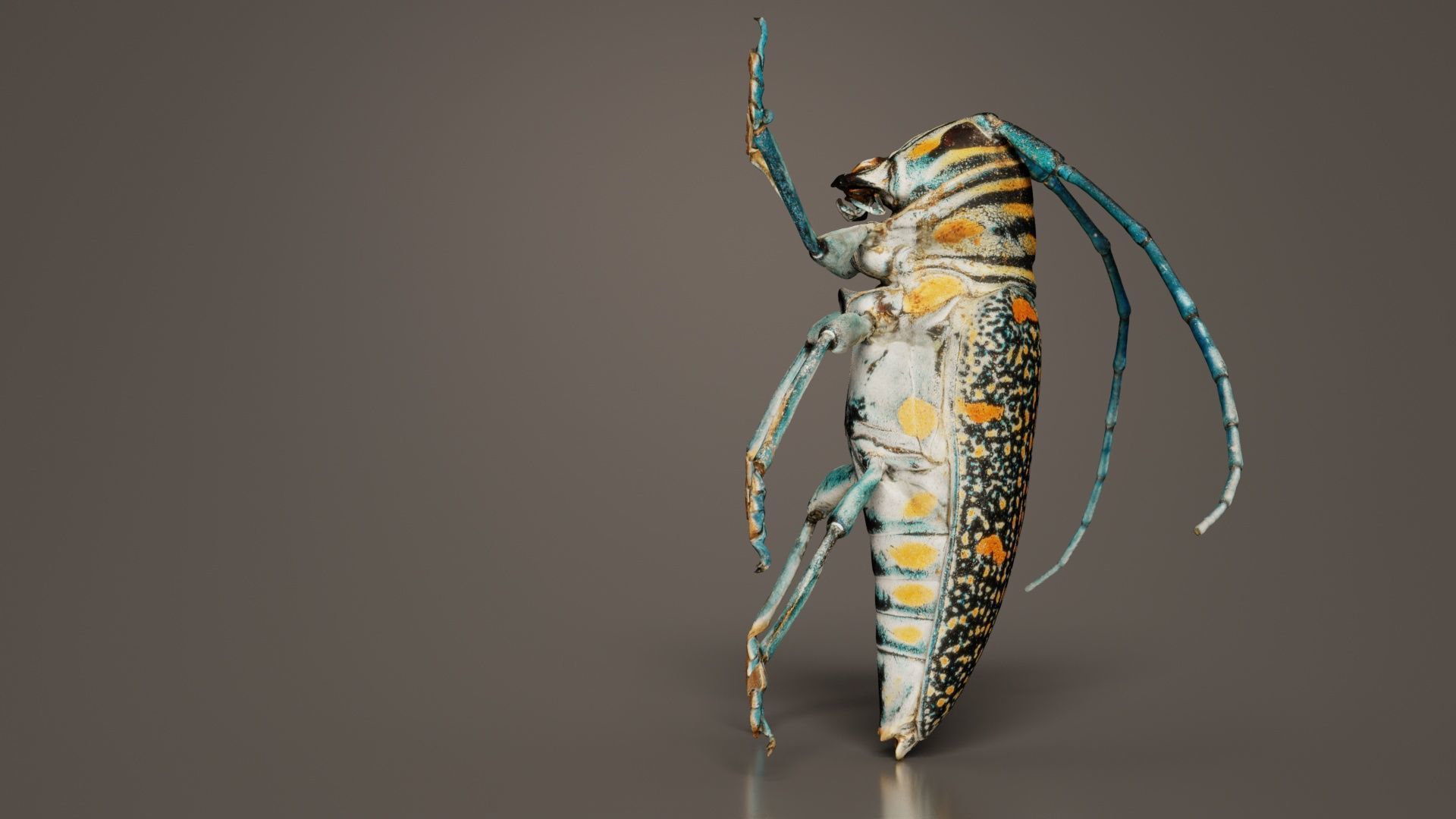 Zographus Regalis Centralis Low-poly 3D model_6