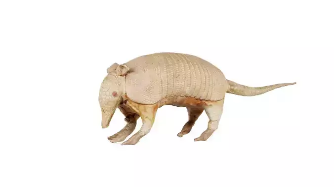 Armadillo Cingulata Xenarthra Low-poly 3D model
