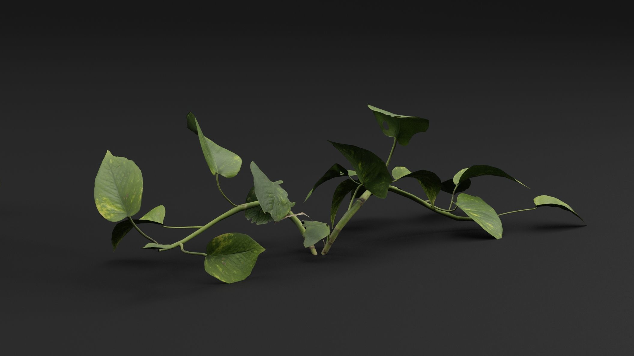 Epipremnum aureum 3D model_3