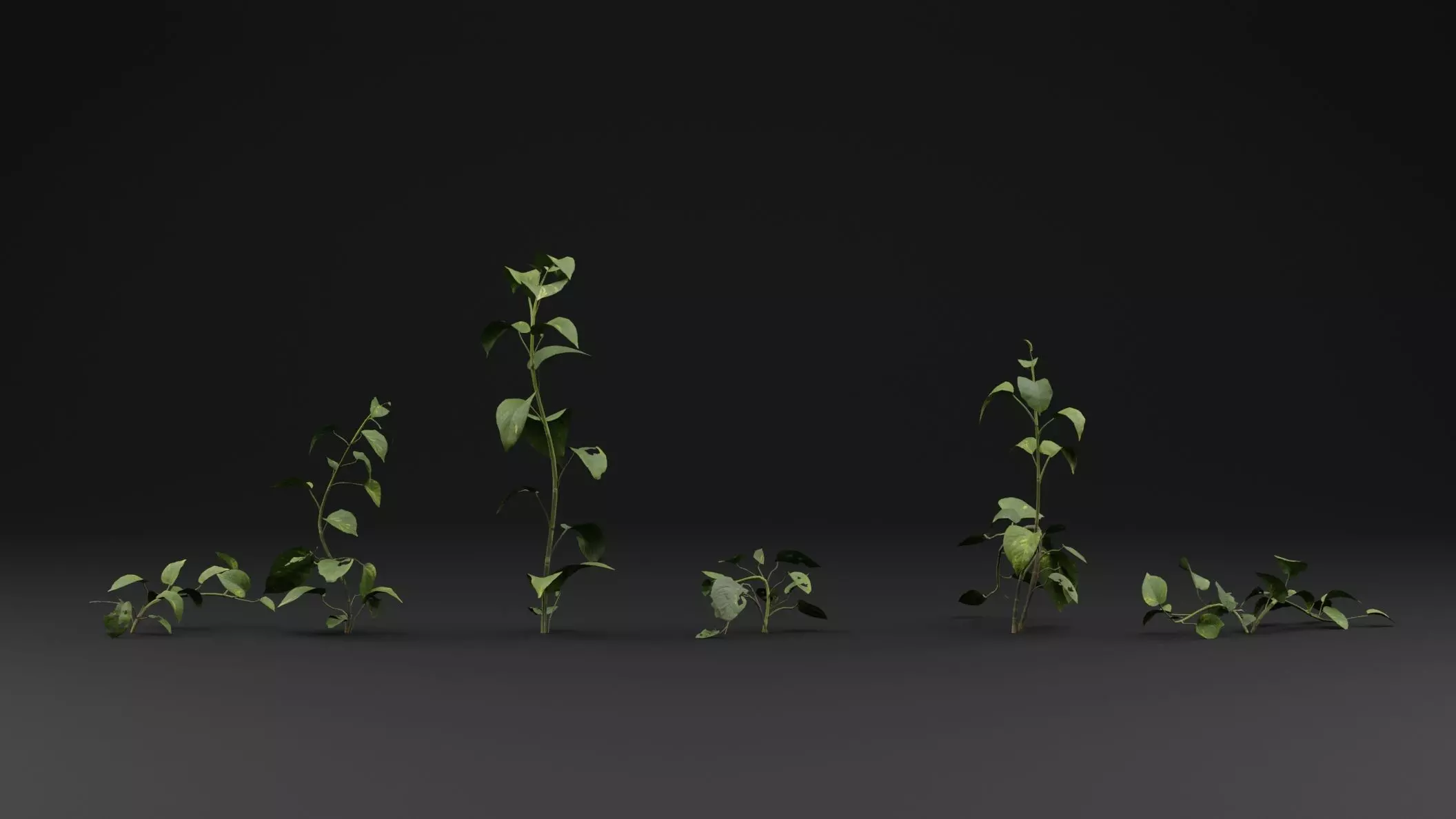 Epipremnum aureum 3D model_1