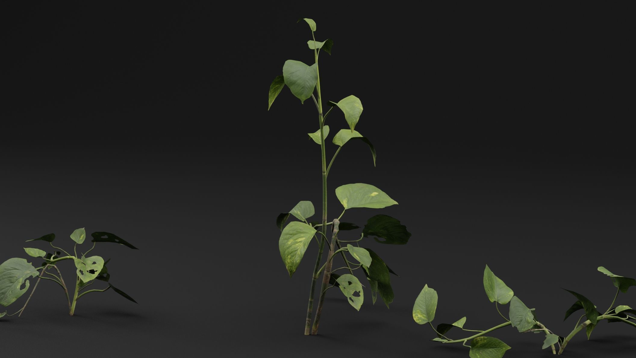 Epipremnum aureum 3D model_2