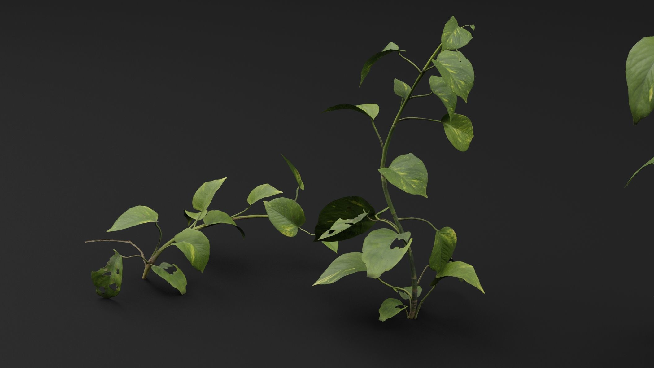 Epipremnum aureum 3D model_0