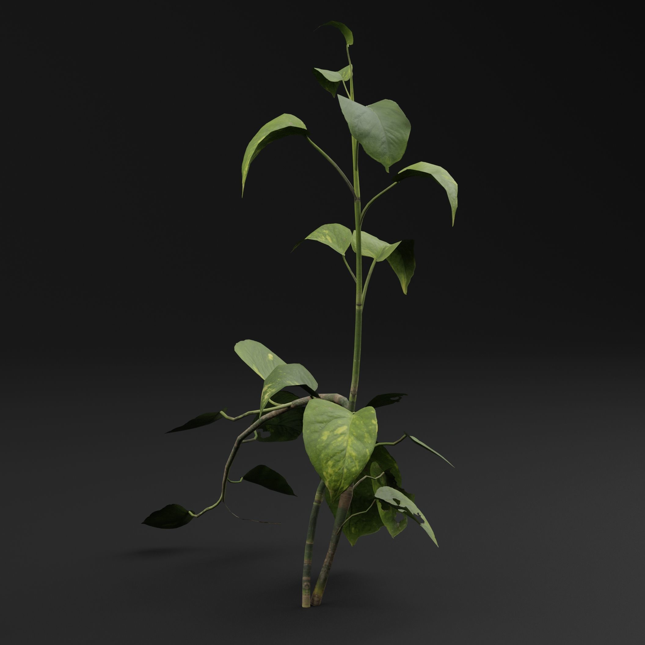 Epipremnum aureum 3D model_5