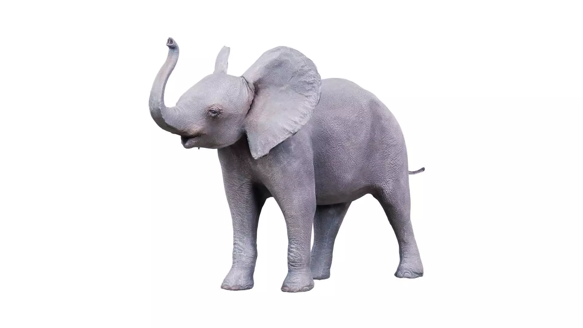 Baby Elephant Low-poly 3D model