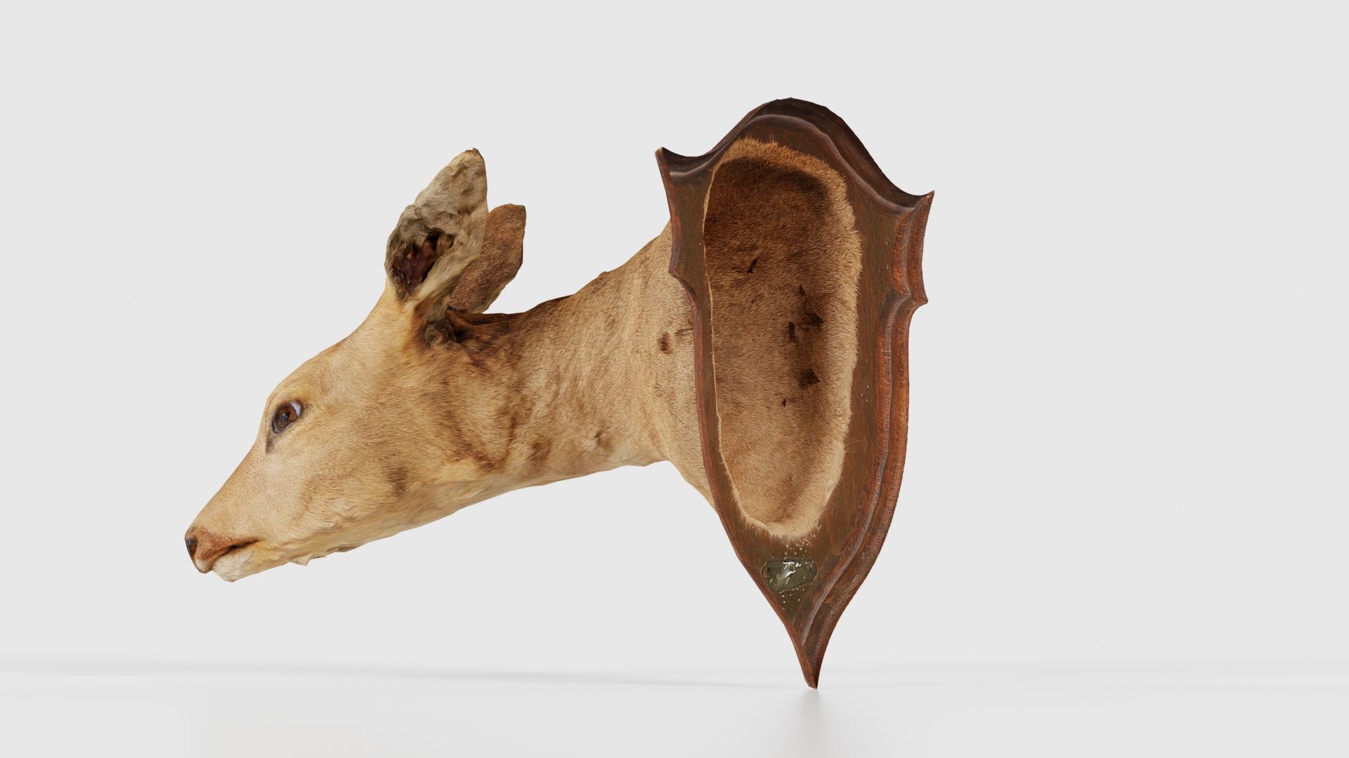 Deer Head Low-poly 3D model_24