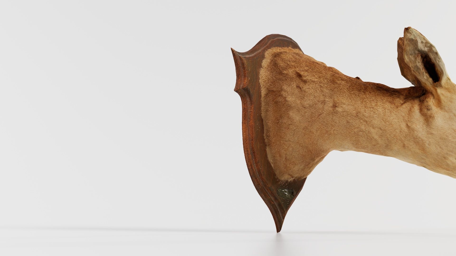 Deer Head Low-poly 3D model_1