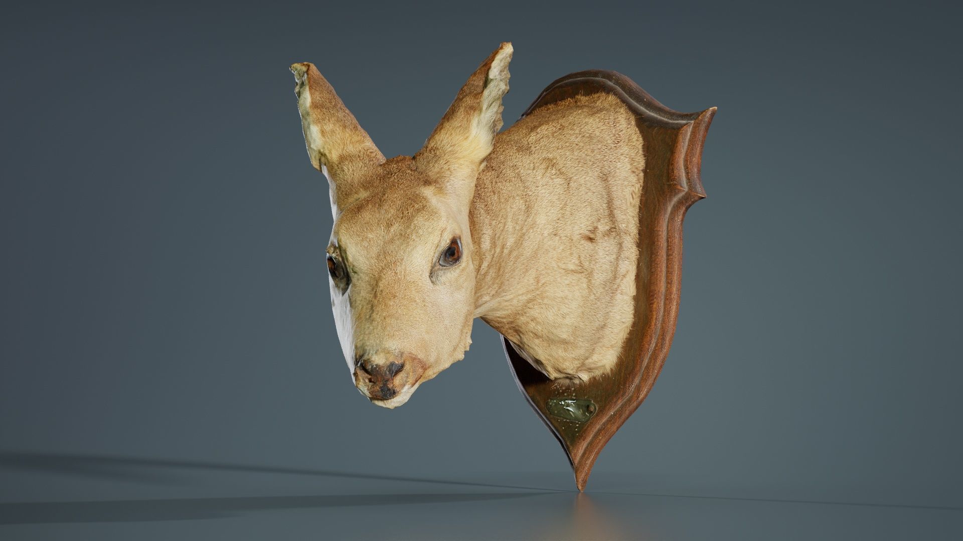 Deer Head Low-poly 3D model_6