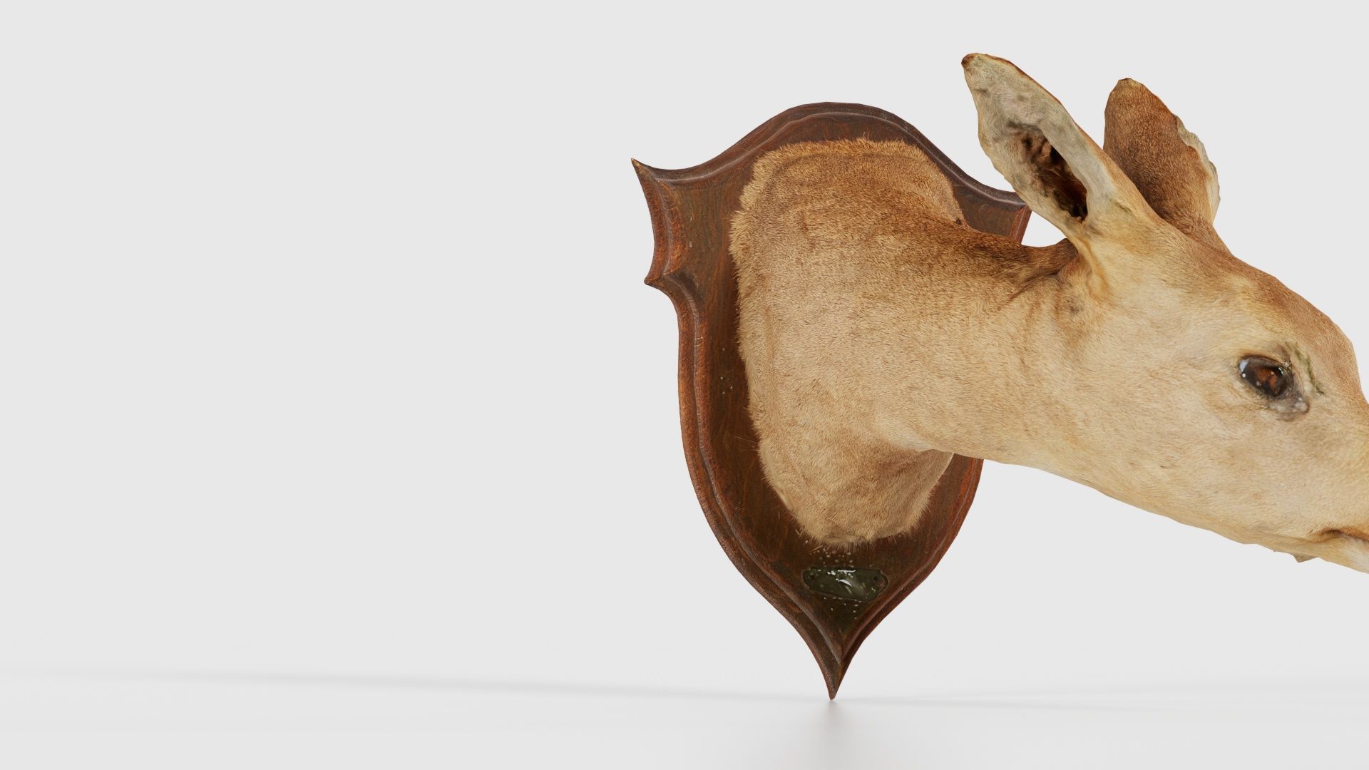 Deer Head Low-poly 3D model_17