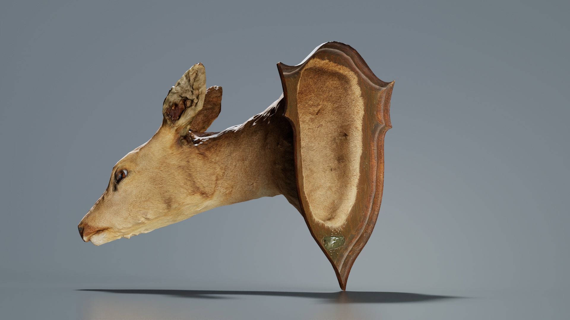Deer Head Low-poly 3D model_5
