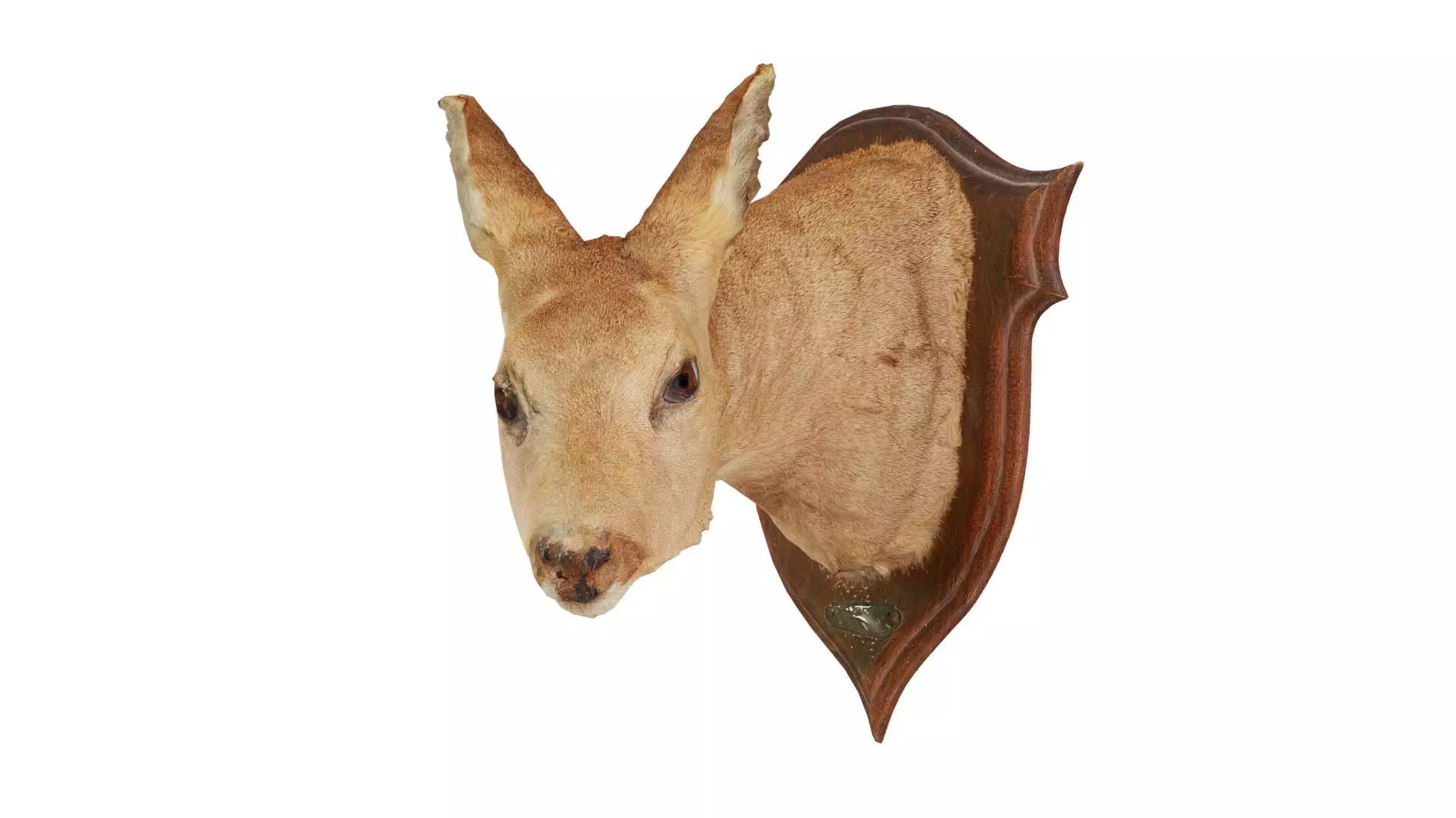 Deer Head Low-poly 3D model_0