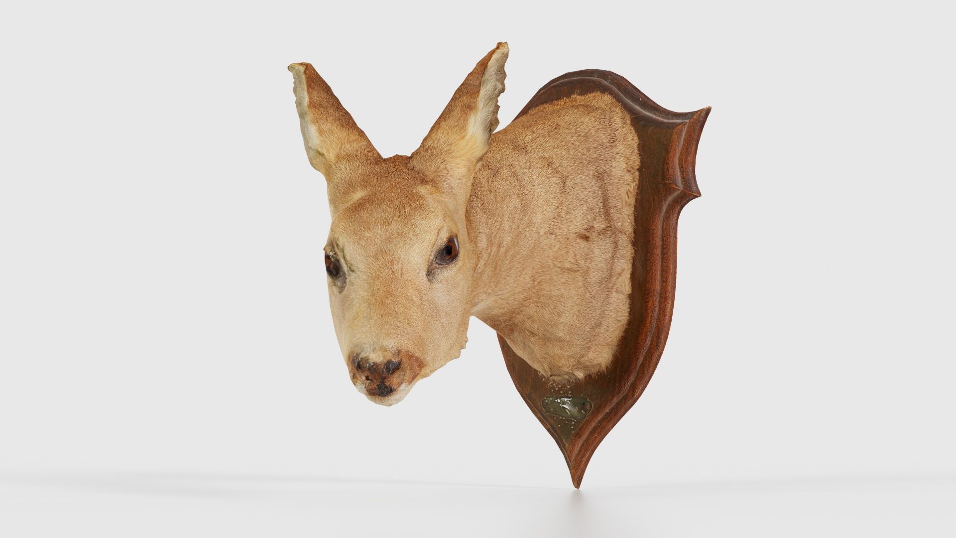 Deer Head Low-poly 3D model_15