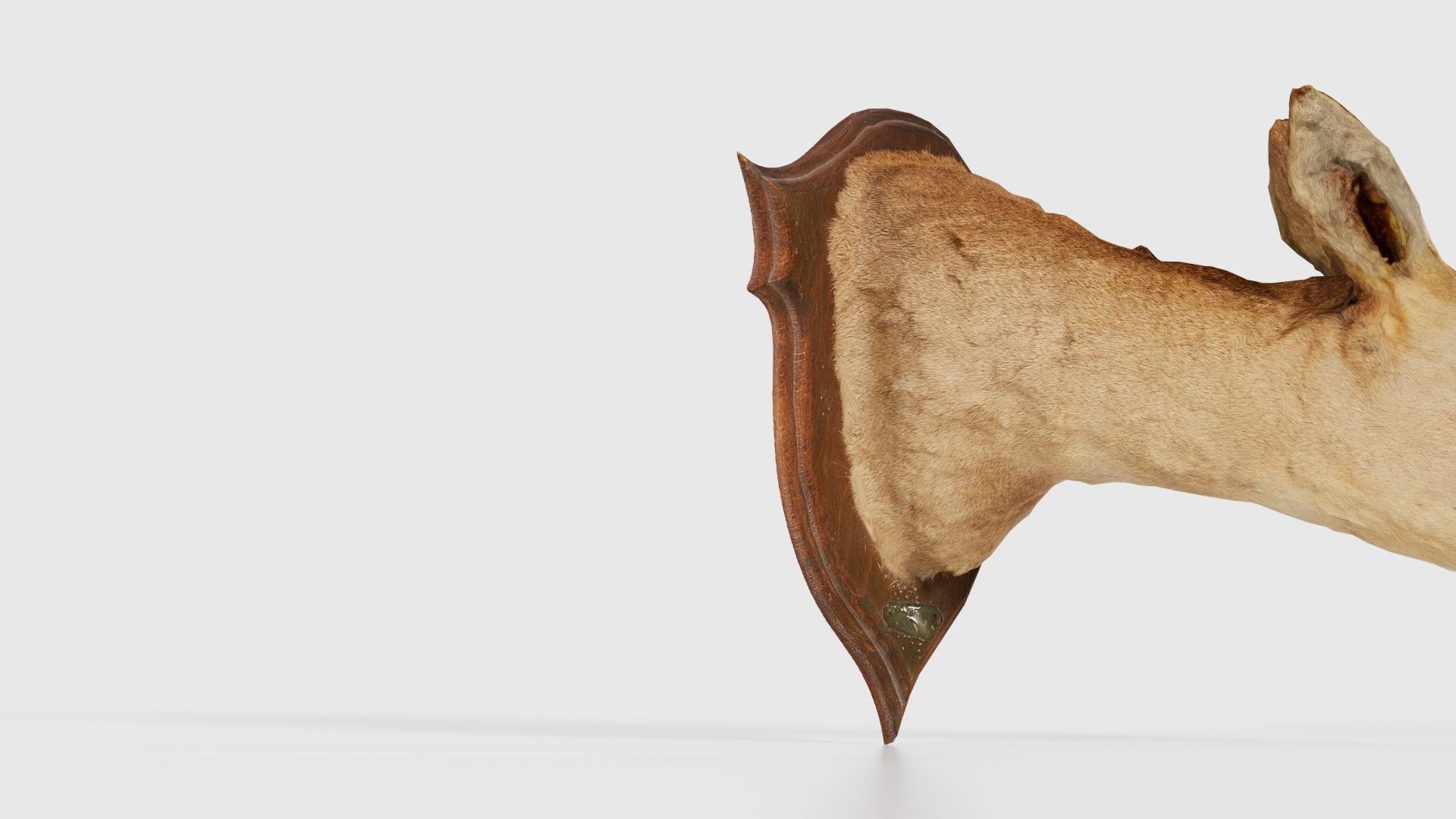 Deer Head Low-poly 3D model_18