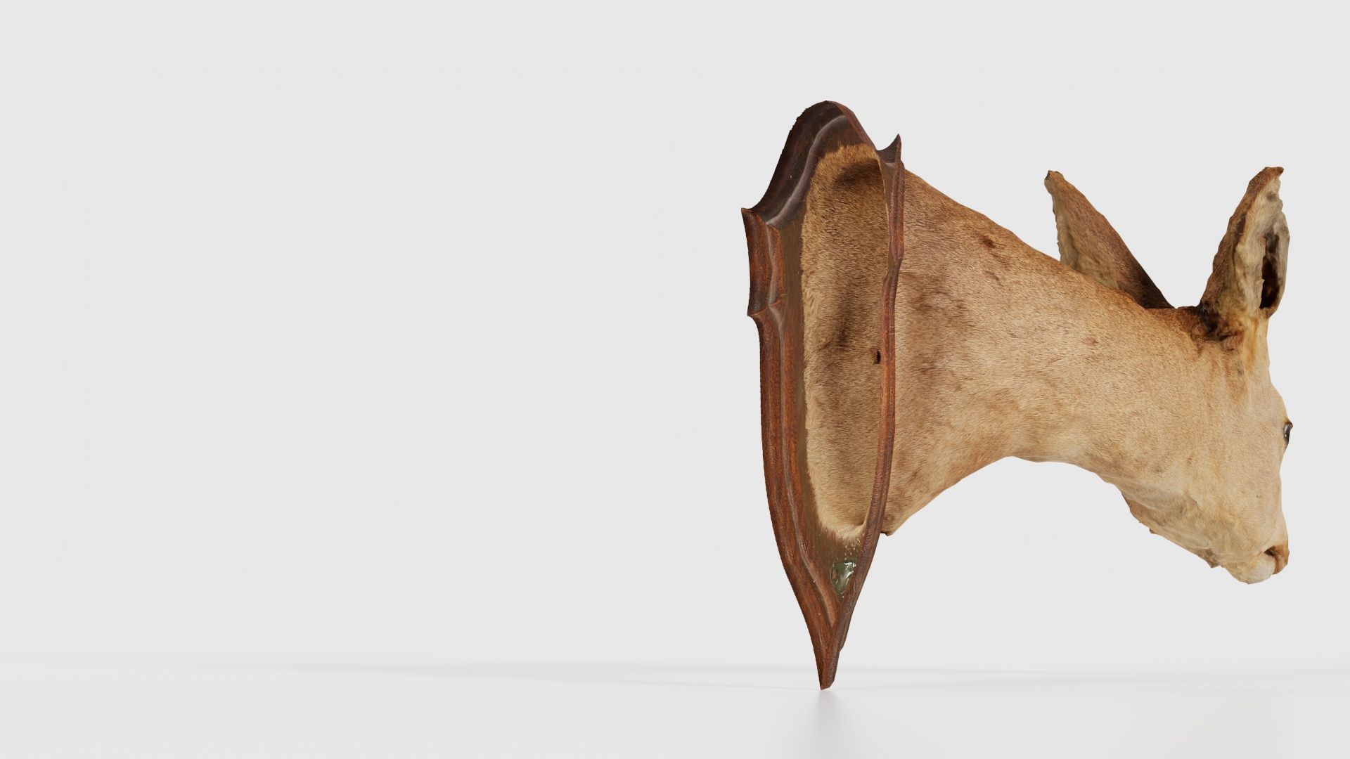 Deer Head Low-poly 3D model_20
