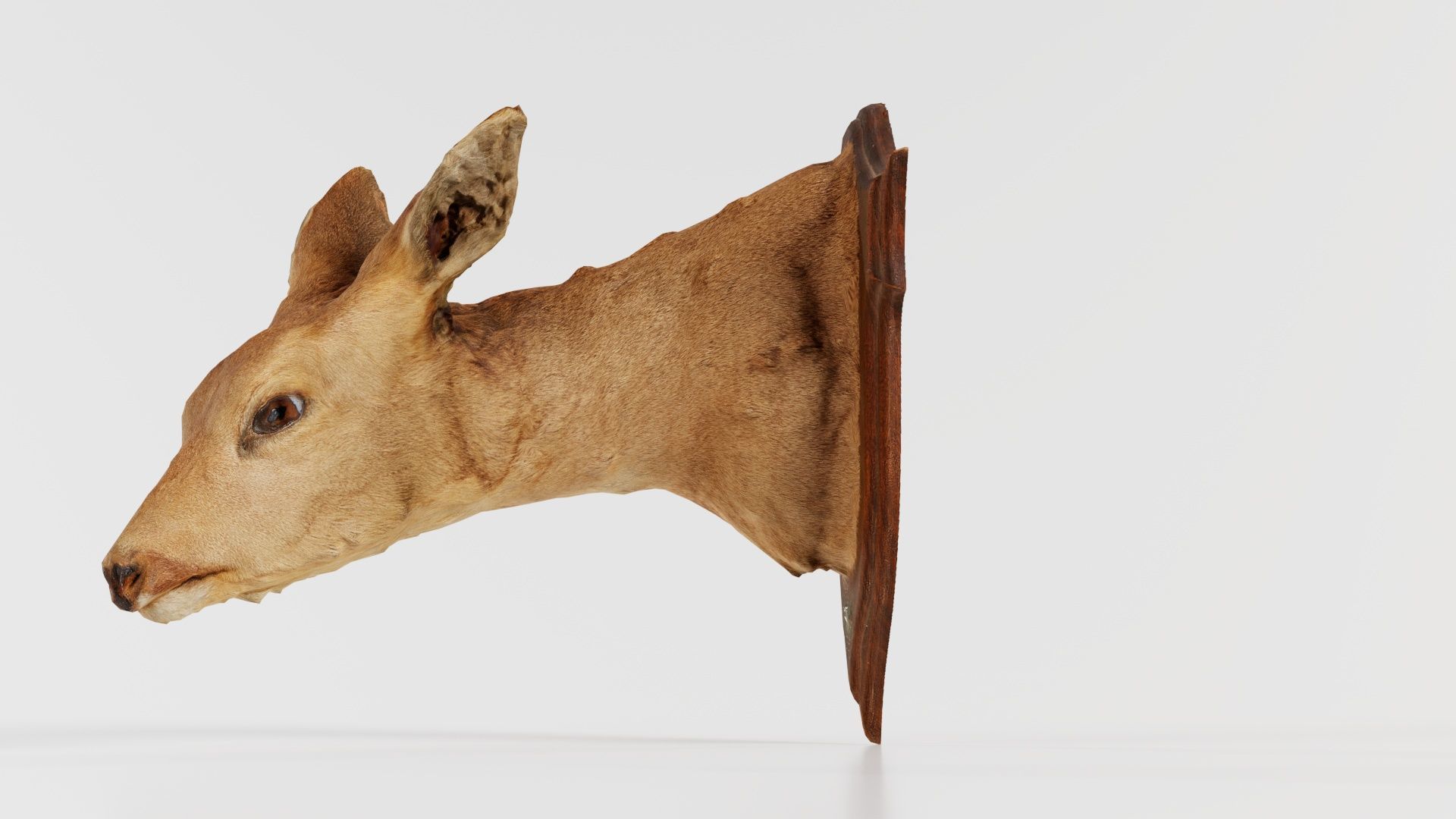 Deer Head Low-poly 3D model_7