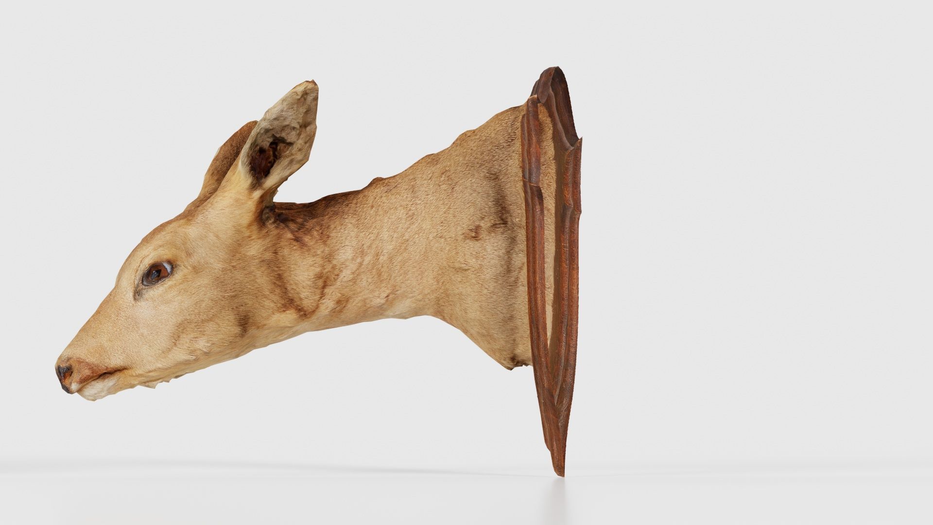 Deer Head Low-poly 3D model_25
